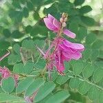 Indigofera heterantha Flower