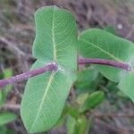 Lonicera implexa Leaf