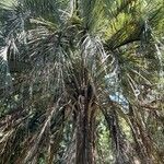Butia yatay Hábito