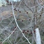 Ulmus pumila Flower