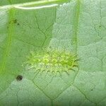 Martinella obovata Leaf