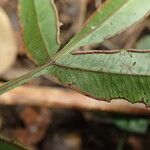 Pteris commutata