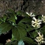 Pachysandra procumbens Virág