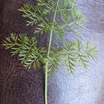 Mutellina adonidifolia 葉
