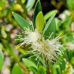 Myrceugenia chrysocarpa Flower