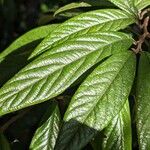 Cotoneaster salicifolius Feuille