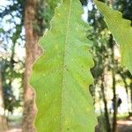 Quercus pachyloma Hoja