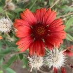 Gaillardia pulchellaফুল