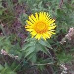 Inula salicina 花