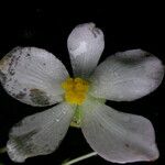 Begonia picta Кветка