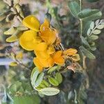 Sophora tomentosaফুল