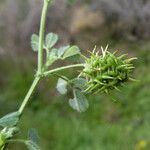 Medicago truncatula Frucht