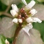 Cardamine hirsuta Floare