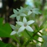 Psychotria coptosperma Flower