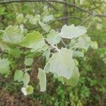 Populus alba 葉
