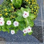 Catharanthus coriaceus Квітка