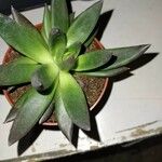 Echeveria affinis Ліст