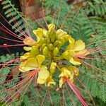 Caesalpinia gilliesii Çiçek