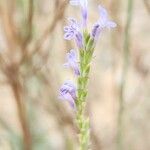 Lavandula coronopifolia Flower