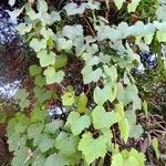 Vitis californica Alkat (teljes növény)