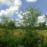 Conium maculatum Habitat