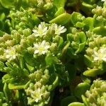 Polycarpon polycarpoides Fula