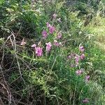 Lathyrus heterophyllus Habitatea