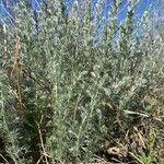 Artemisia frigida Blatt