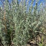 Artemisia frigida 葉