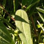 Scorpiurus vermiculatus Leaf