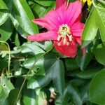 Passiflora manicata Flower