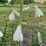 Ornithogalum candicans Cvet