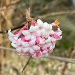 Viburnum farreri फूल