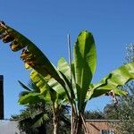 Musa × paradisiaca Hábito