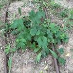 Anemone x hybrida 形態