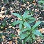 Asclepias curassavica Leaf