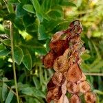 Hedysarum hedysaroides Fruit