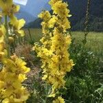 Verbascum lychnitis 花