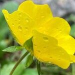 Potentilla grandiflora 花