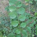 Ulmus carpinifolia Feuille