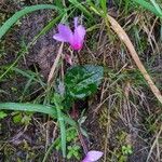 Cyclamen repandum 花