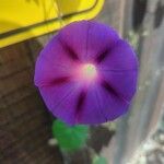 Ipomoea tricolor 花