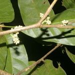 Trichilia pallida Flor