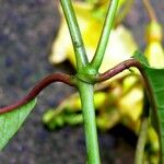 Odontadenia macrantha 樹皮