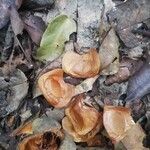 Khaya anthotheca Frukto