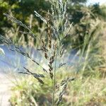 Eragrostis curvula Flower