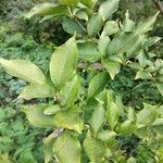 Pourthiaea villosa Blatt