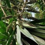 Dracaena steudneri Frucht