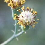 Senecio articulatus Λουλούδι