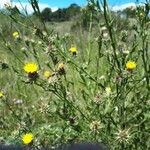 Centaurea melitensis Virág